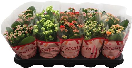 Kalan Gev Gemengd Catchy Season