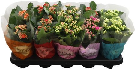 Kalan Gev Gemengd Le Chic