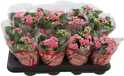 Kalan Mini Gev 2kl Roze - Wit