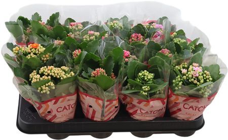 Kalan Mini Gev Gemengd 5kl