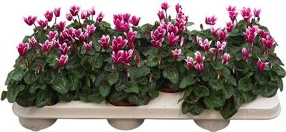 Cycl Per Snowridge Purple