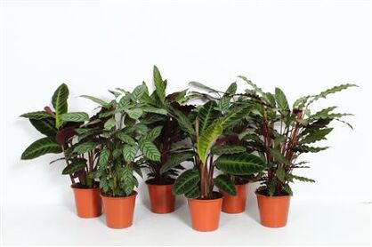 Calathea Gemengd