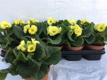 Primula El Sibel Lime
