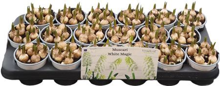 Muscar White Magic