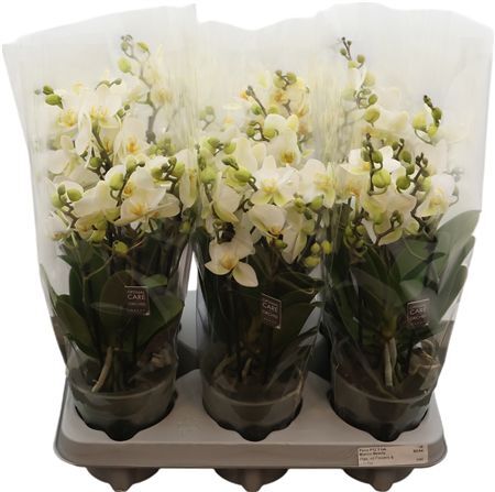 Phal Boquetto Beauty 3-5 Spike