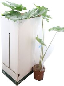 Alocasia Portodora