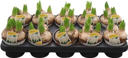 Hya A White Pearl 3pp