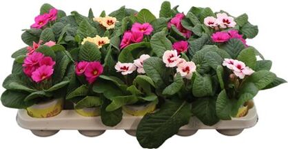 Primula Ac Ily Gemengd Raesberry