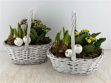 Arr (8) Hengselmand Wit