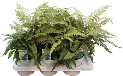 Polystichum Poly Jade
