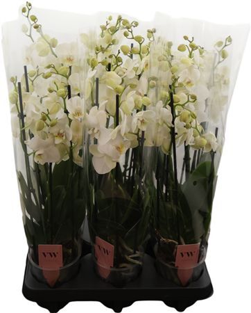 Phalaenopsis Anthura Inverness