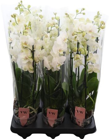 Phalaenopsis Anthura Inverness