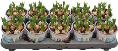 Muscar Manon 7 Pp Light Blue+white