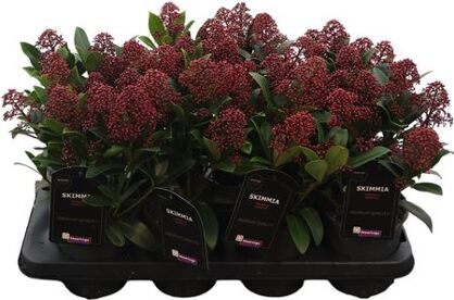 Skimmia Jap Rubella 7+