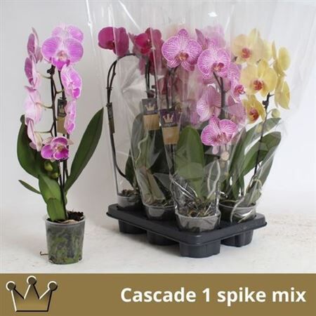 Phal Casc Gemengd 1 Tak