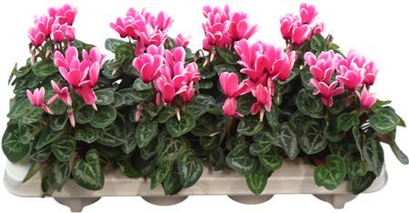 Cycl Per Ss Fuji Neon Pink