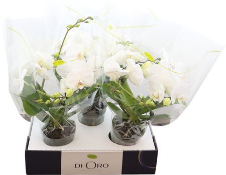 Phal Dioro Prestige 2 Spike