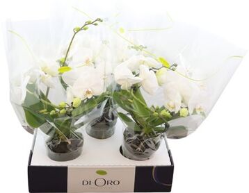 Phal Dioro Prestige 2 Spike