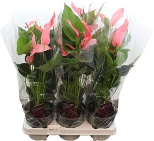 Anthu An Festivo Lux