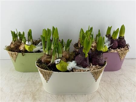 Arr (10) Zink Ovaal mix