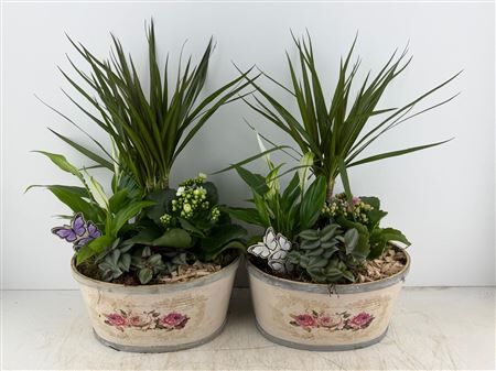 Arr (11) Playwood Roses ovaal