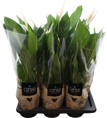 Spath Bingo Cupido 2+