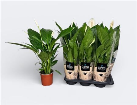 Spath Bingo Cupido 3+