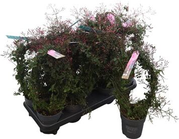 Jasm Polyanthum Rz 200+