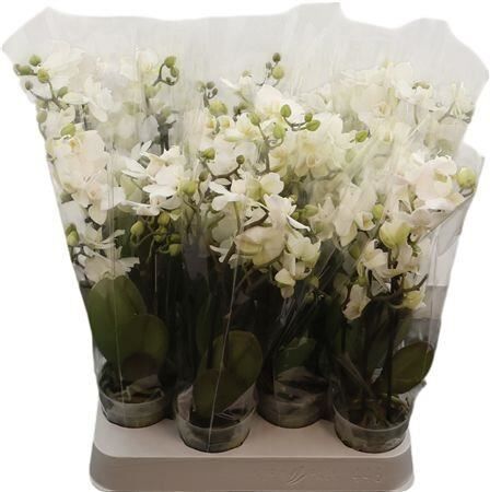 Phal Mini White Optifriend Sandra 4 Spike Opti Qut