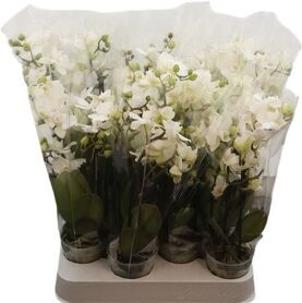 Phal Mini White Optifriend Sandra 4 Spike Opti Qut