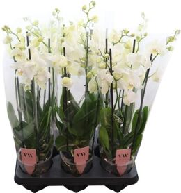 Phalaenopsis Anthura Inverness