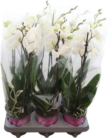 Phal Wit 2 Tak 18+ Piko Plant