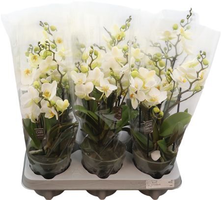 Phal Boquetto Beauty 3-5 Spike