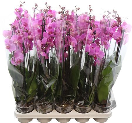 Phalaenopsis Anthura Pittsburgh