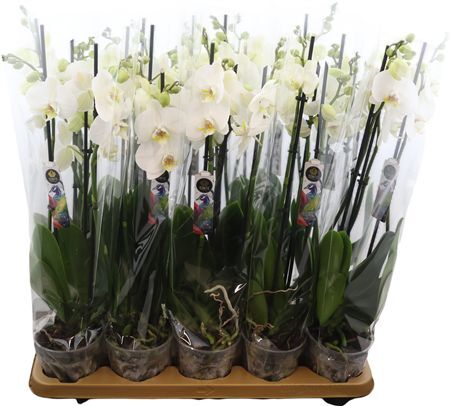 Phal Wit Nottingham 3 Tak