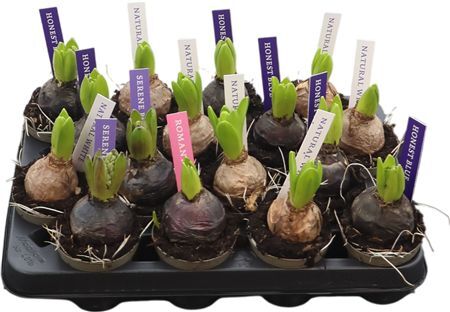 Hyacin Pear Gem 4 Kl