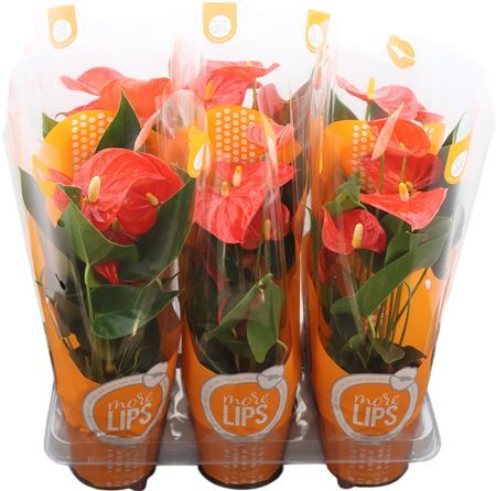 Anthu An Oranje Morelips(r)