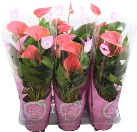 Anthu An Sweet Dream Morelips(r)