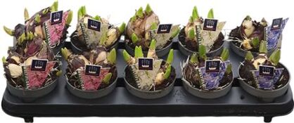 Hyacin Mult Gem 3 Kl