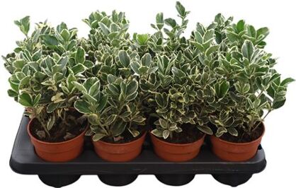 Euonymus Japonicus Gray Beauty