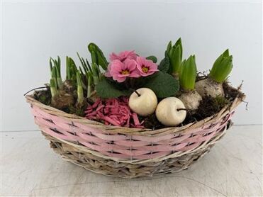 Arr (10) Schuit Rose wit