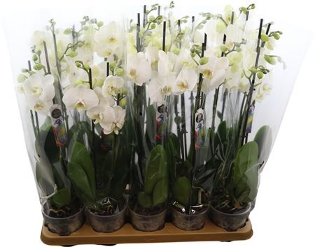 Phal Wit Nottingham 3 Tak Bonito