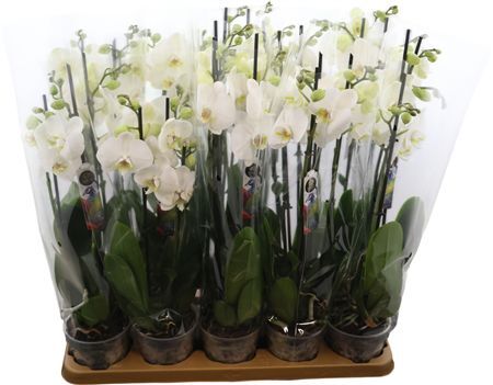 Phal Wit Nottingham 3 Tak Bonito