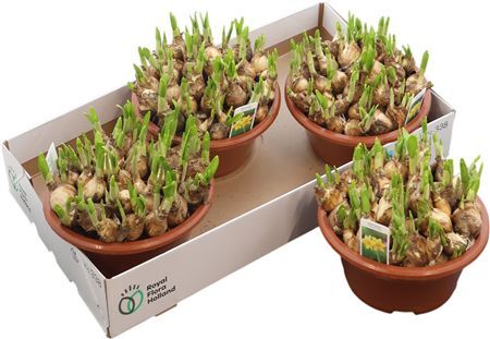 Narc O Tete A Tete Schaal Xl