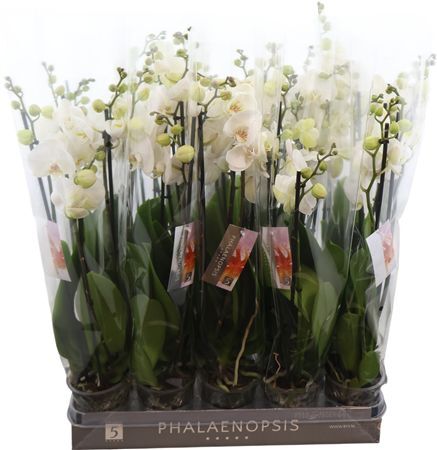 Phal Wit 4 Tak *****