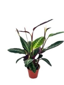 Calathea Warscewiczii 4+ Flowers