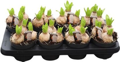 Hyacin White Pearl 3 Pp