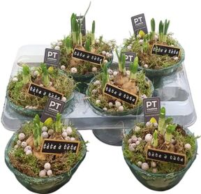 Arr N Tete A Tete In Glas