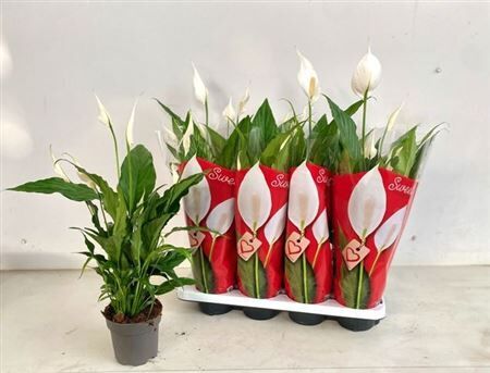 Spath Sweet Chico 4+