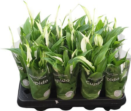 Spath Pearl Cupido 3+